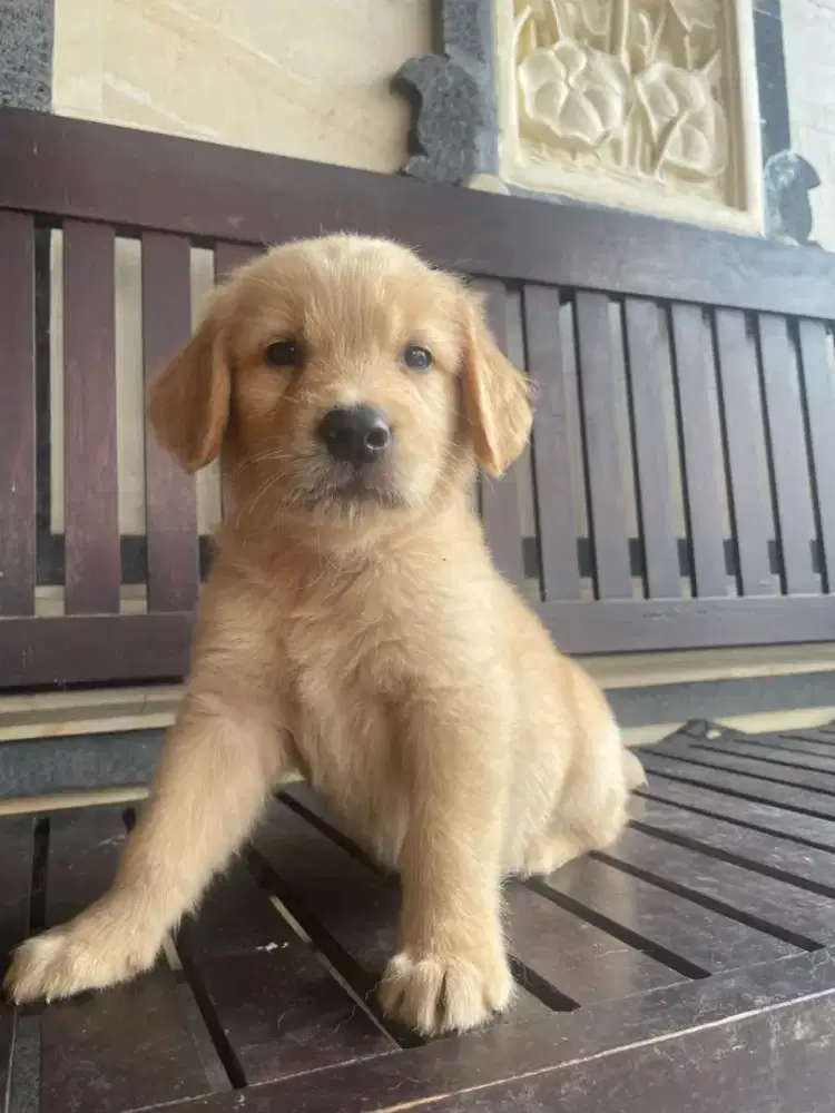 Anjing Golden Retriever Jantan Murah