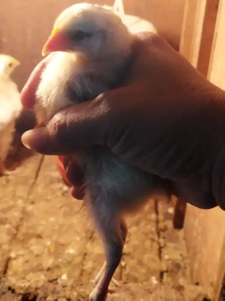 AYAM PELUNG (umur 2 minggu)Borongan