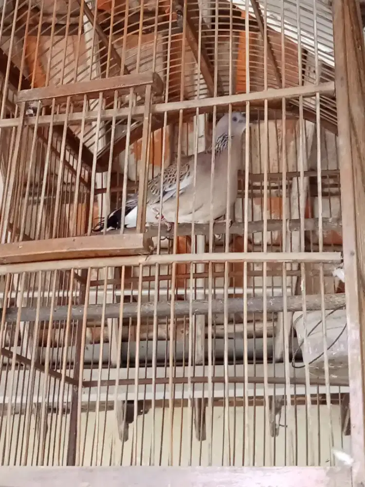 Tekukur deruk betina kuk 3
