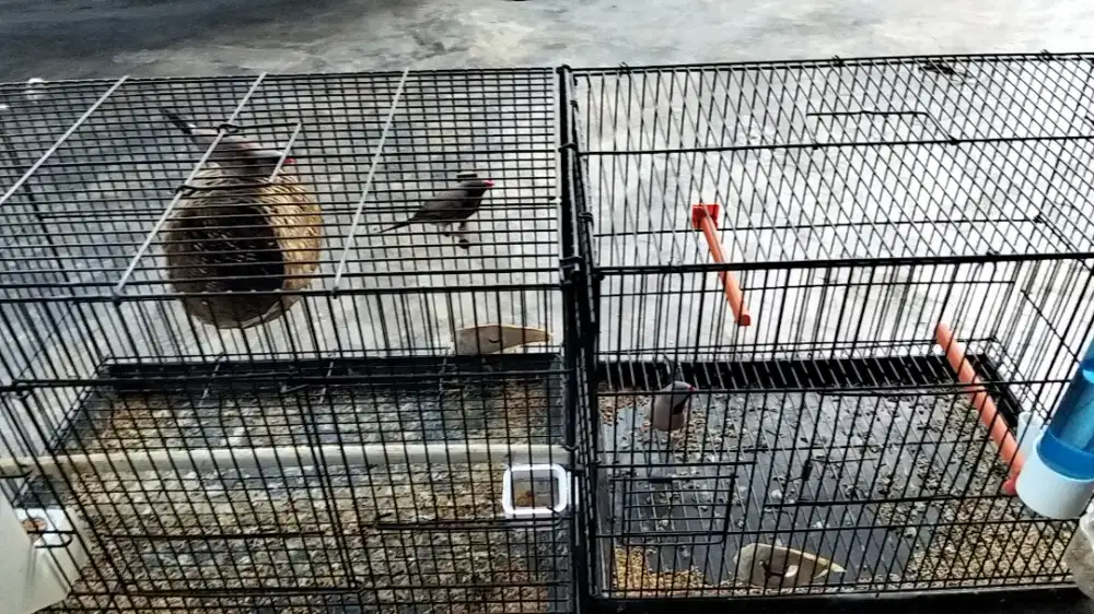 Dijual burung longtail atau pinstat