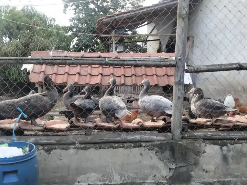 Jual entog jantan dan betuna