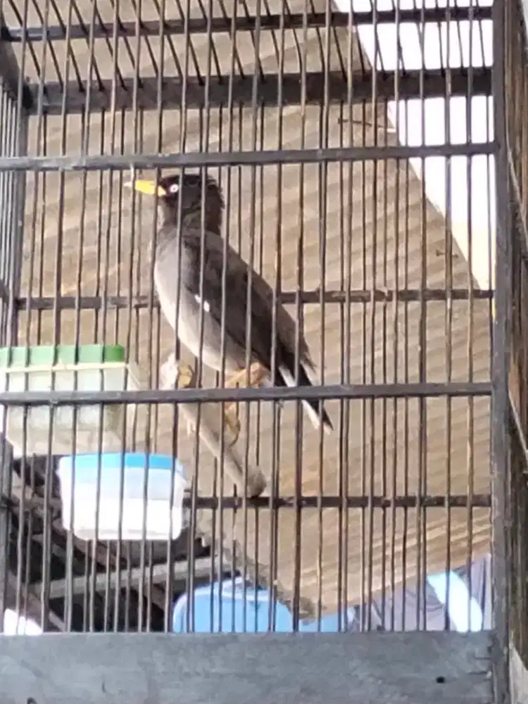 Jalak kebo mata putih
