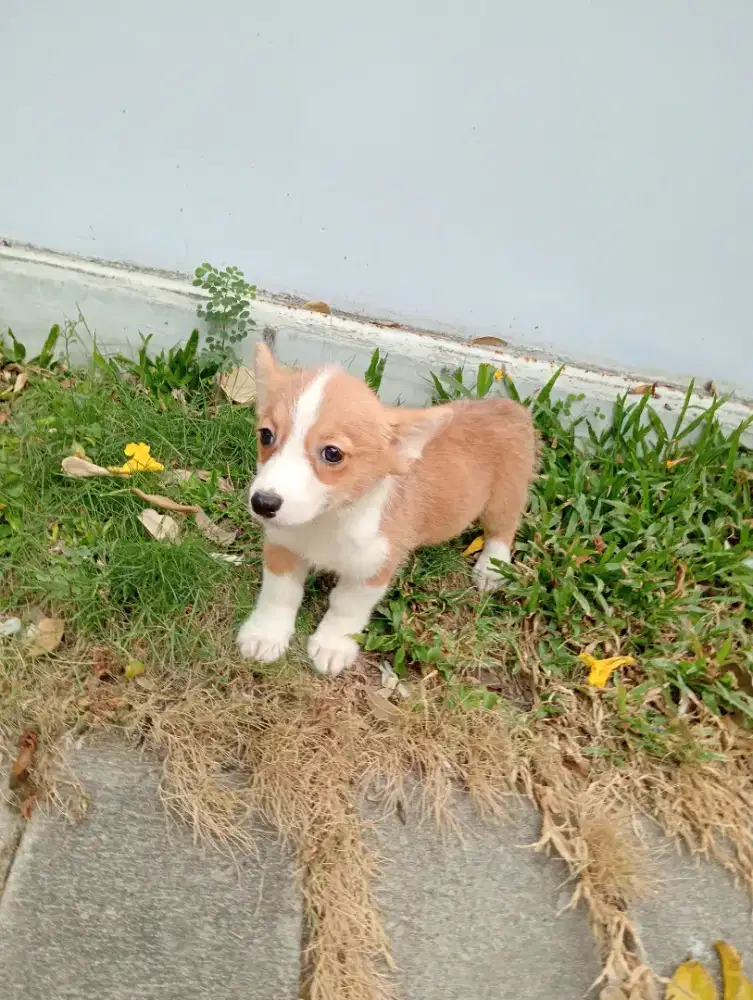 Obralll corgi betinaa