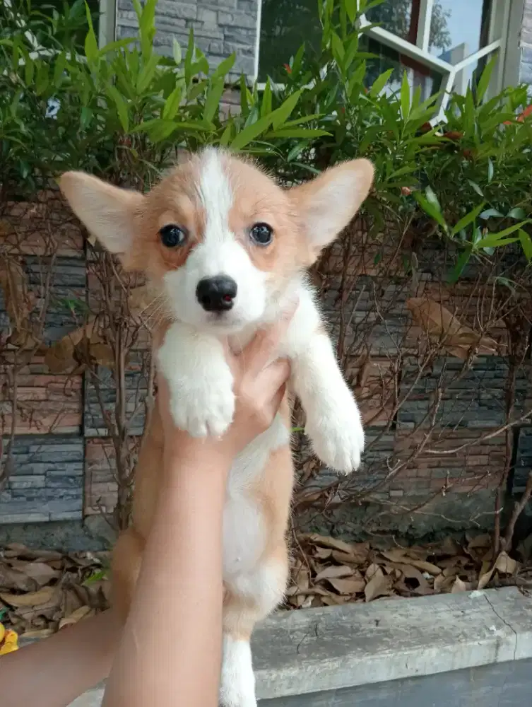 Obralll corgi betinaa champion