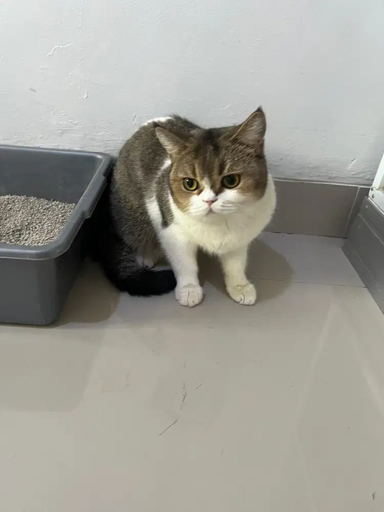 Kucing British Short Hair BSH Golden Bicolor Jantan