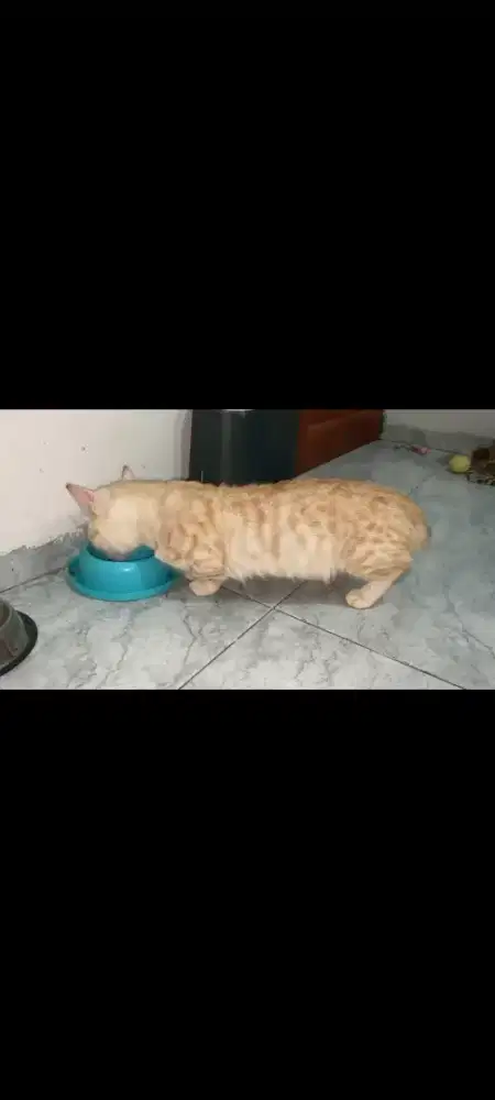 Kucing munchkin Jantan