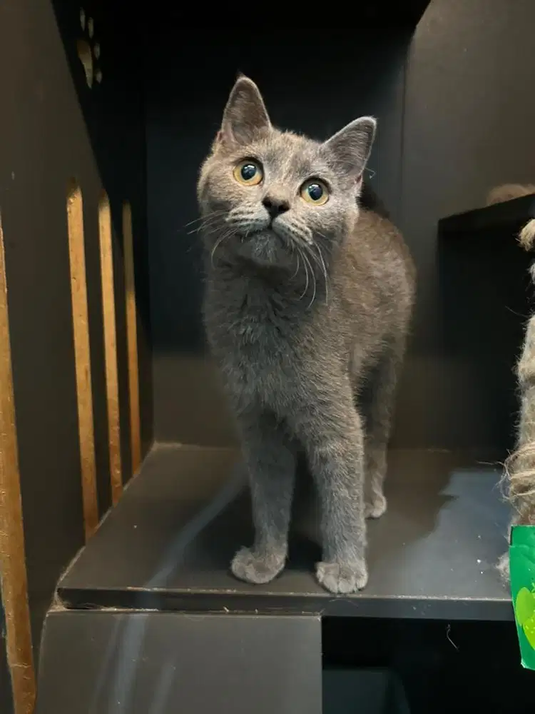 Kitten bsh blue british short hair