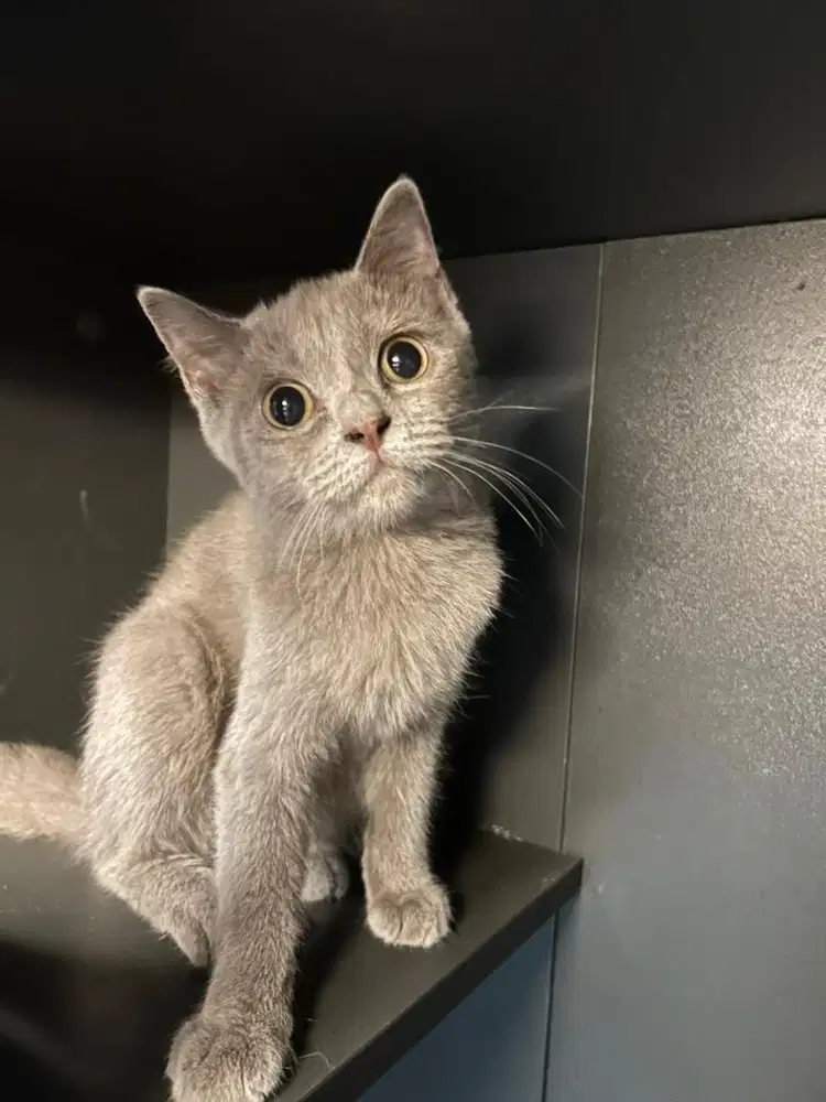 Kitteh bsh lilac betina british short hair