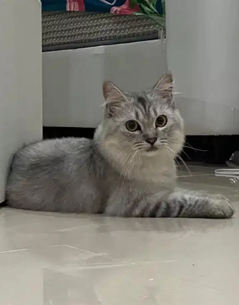 Kucing betina longhair