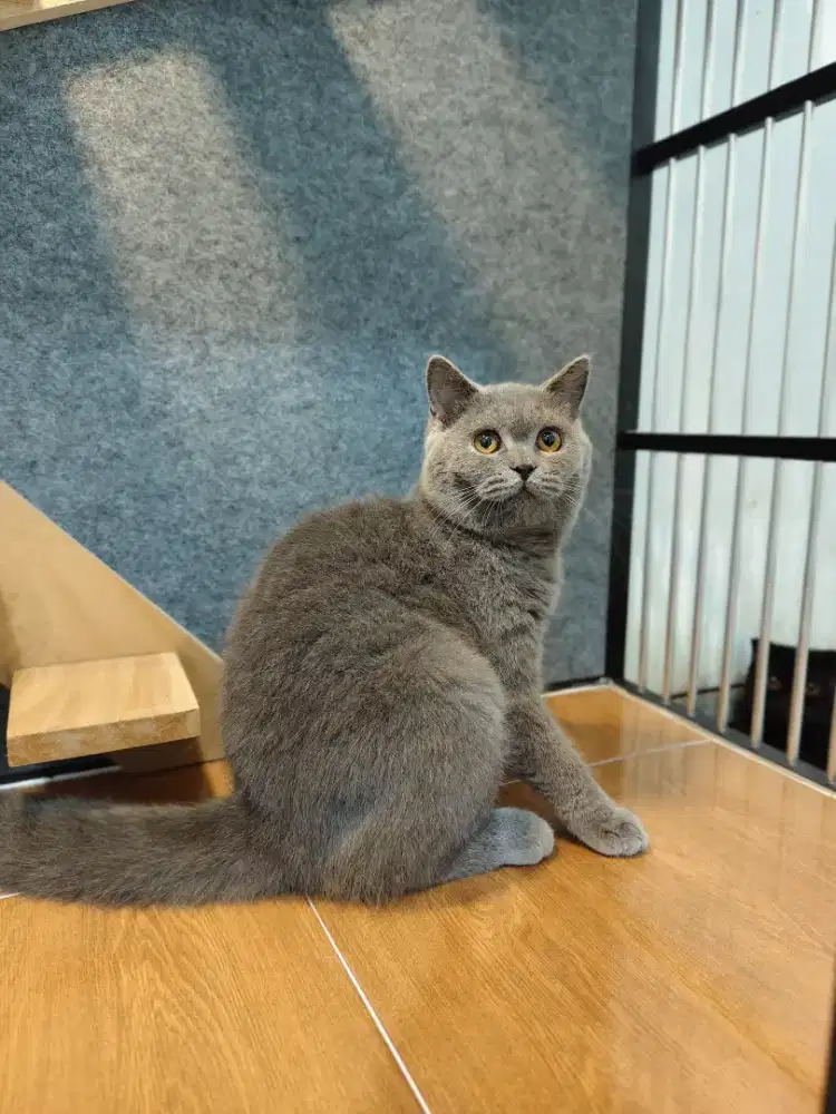 British Shorthair / BSH
