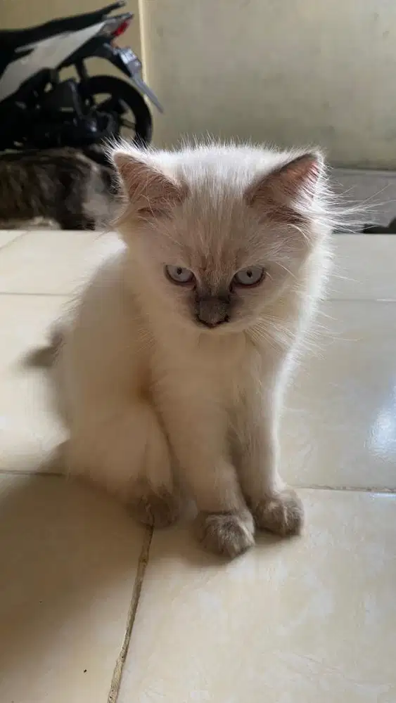 Kucing persia himalaya
