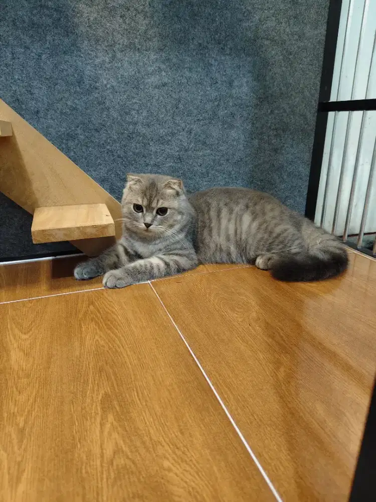 Scottish fold/ Kucing SF / BSH