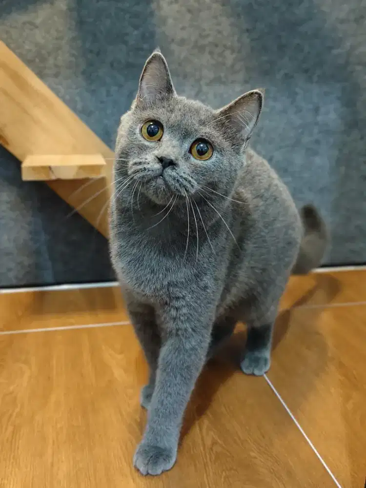 British Shorthair/ BSH
