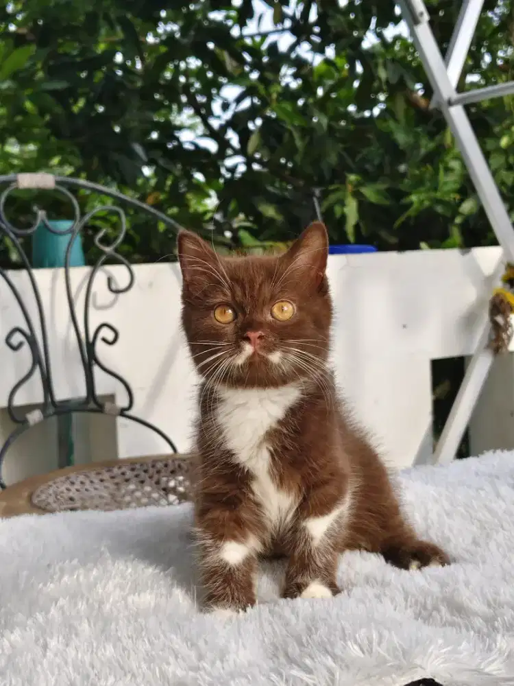 British Shorthair Cinamon / BSH Cinamon