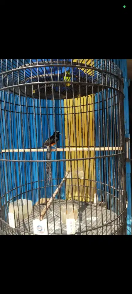 Burung 1 kali mabung