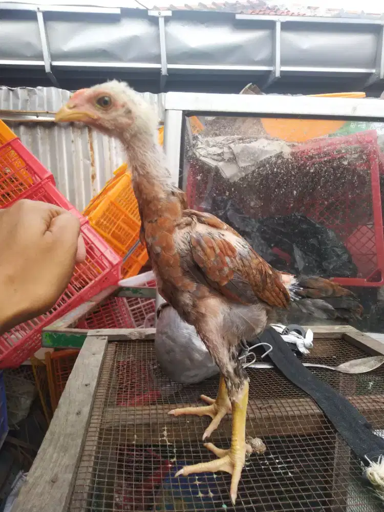 Ayam Bangkok pama plucker