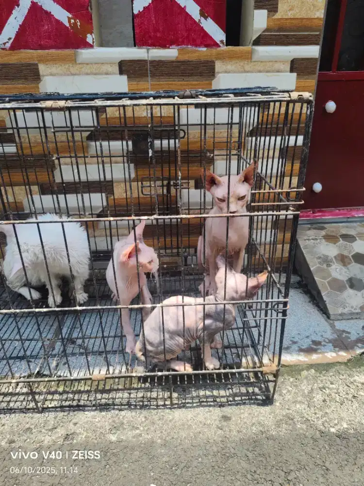 Kucing Sphynx anakan (kitten)