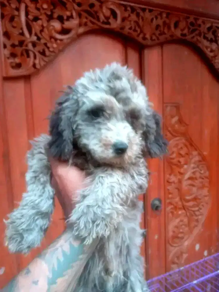 Poodle Toys jantan usia 6 bulan