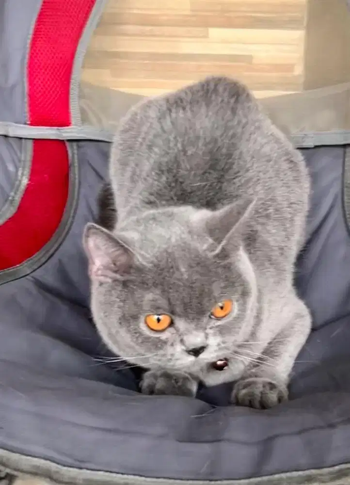 Kucing british shorthair bsh british short hair