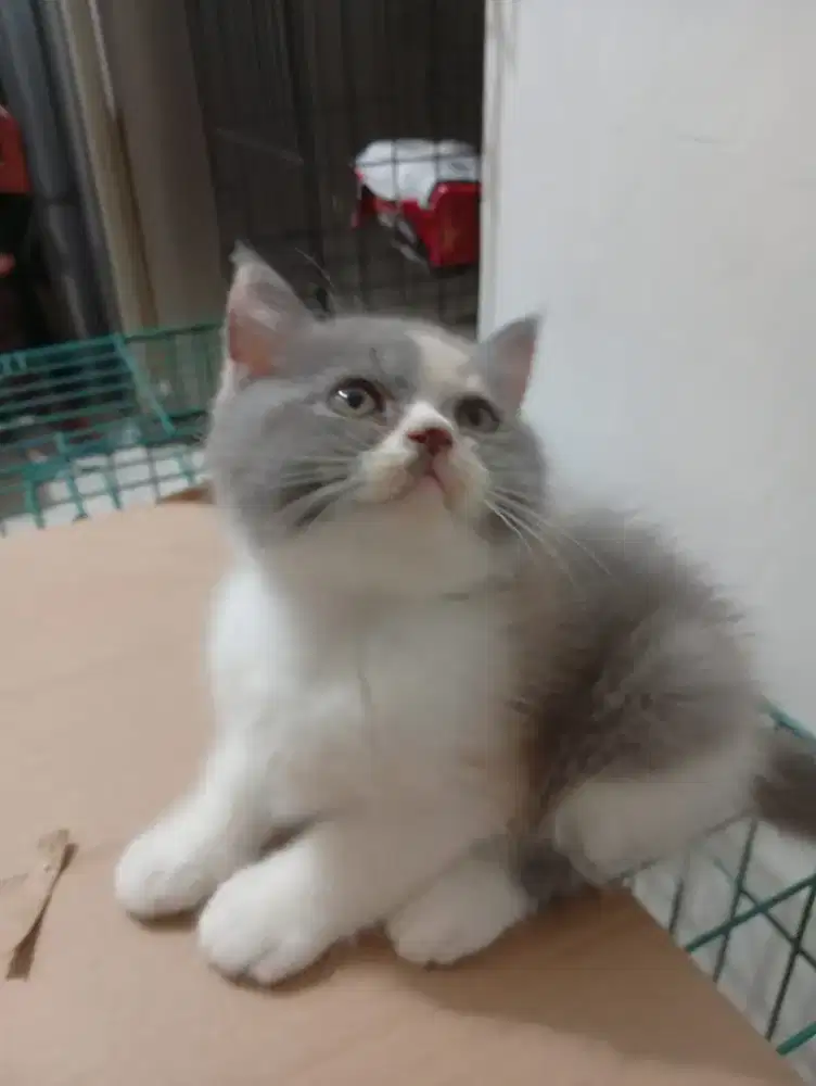 Bsh delute, betina gemoy