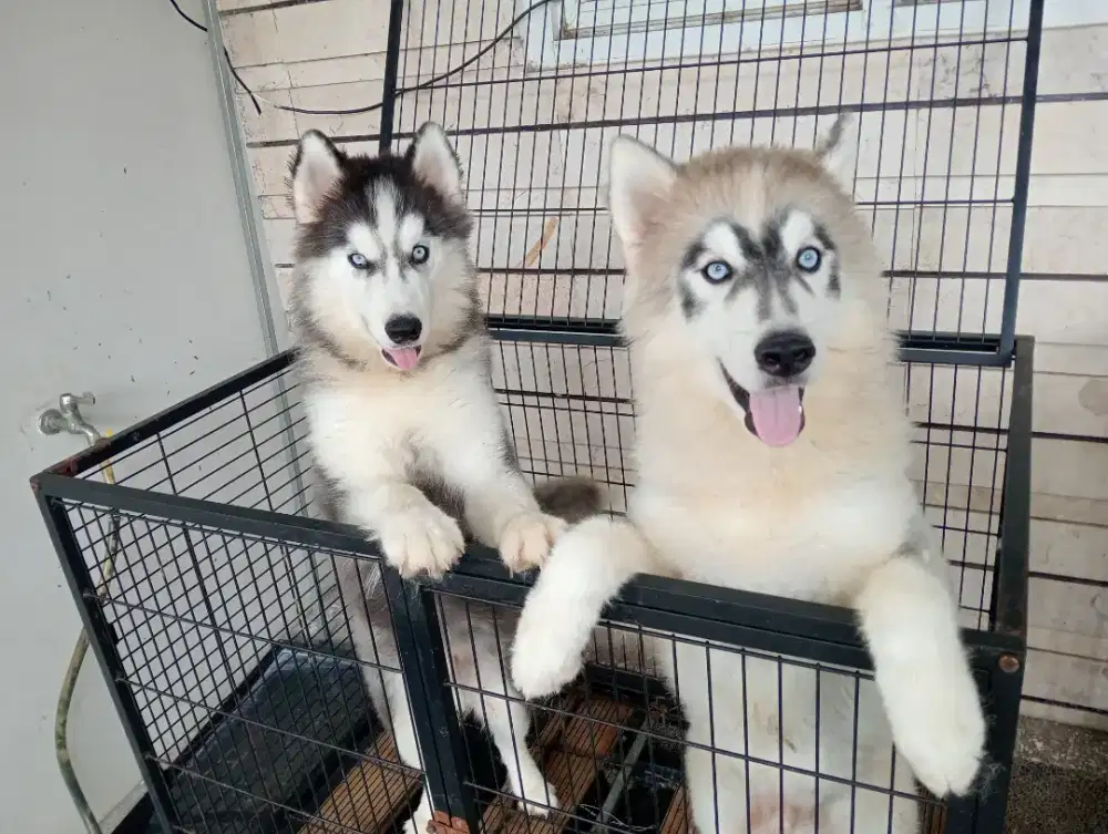Jual Anjing Jantan