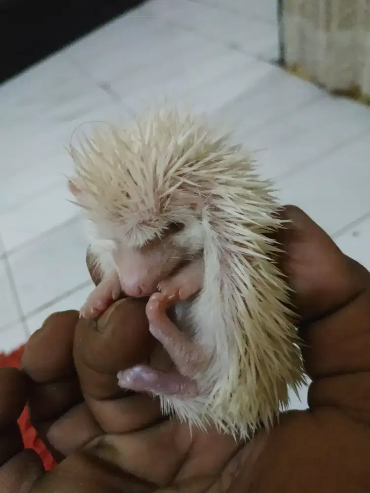 Di haturin Landak mininya. Borongan aj