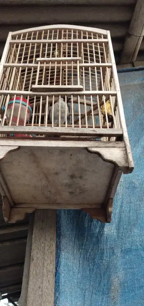 jual kutilang gacor jinak
