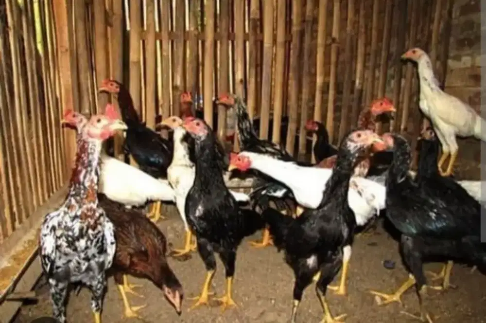Jual ayam kampung hidup dan karkas