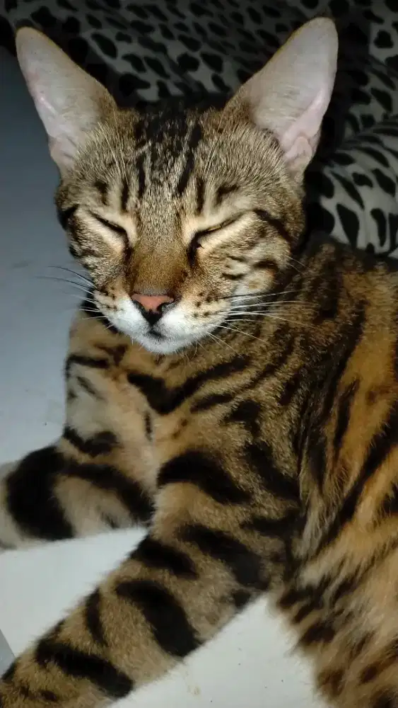 Dijual kucing persia peaknose Munchkin British short hair ben9al