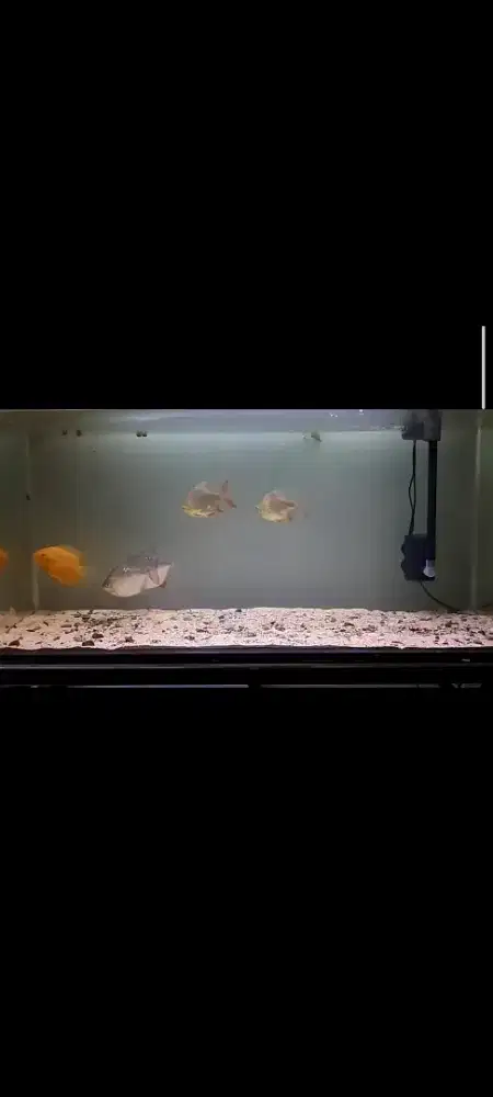 Kaviat SBking Albino