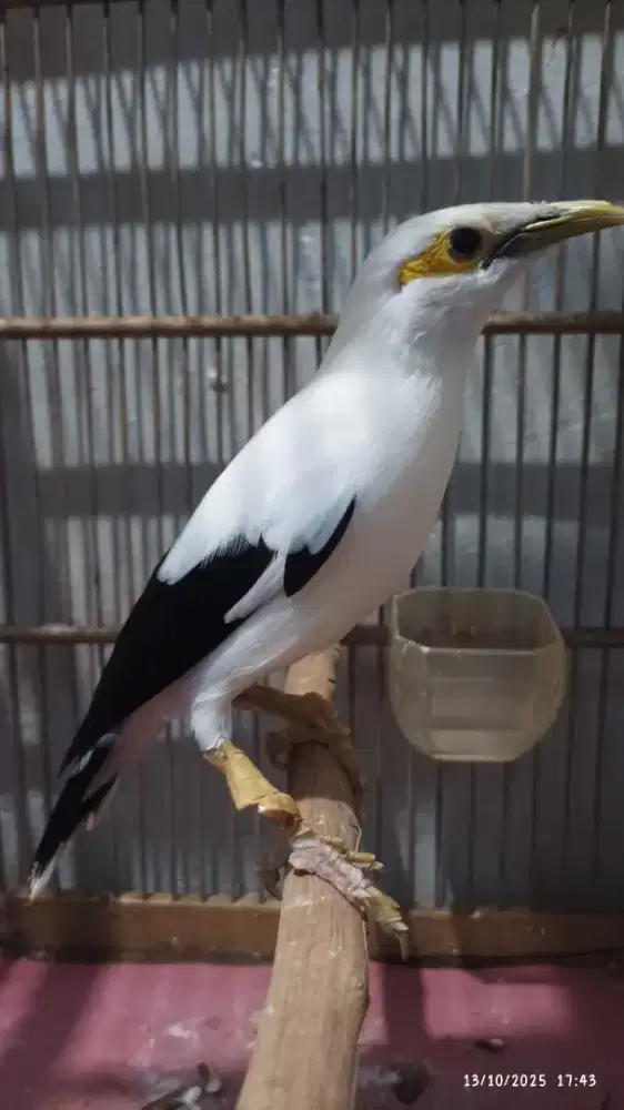 Burung gacor isian banyak sudah mapan