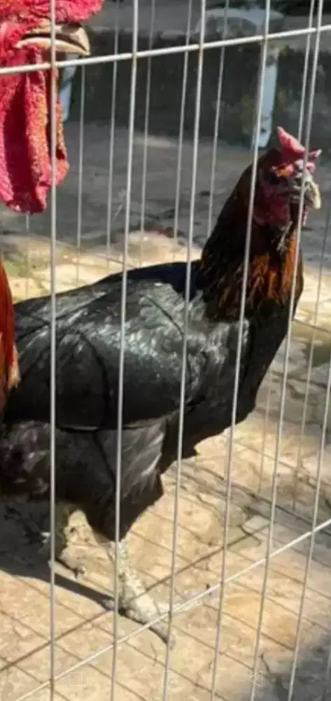 Ayam pelung betina jumbo