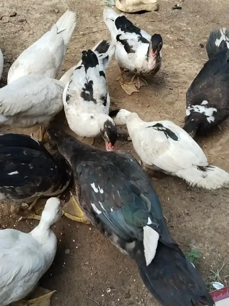 Jual Bebek seratus/entok /Bebek  pedaging(leher pendek)