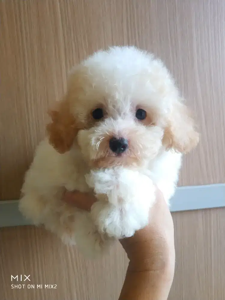 Poodle Fawn Mismark