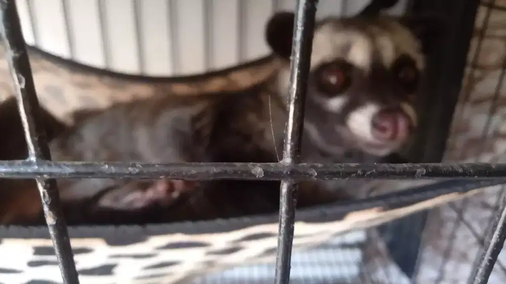 Musang pandan  jinak plus kandang dan ayunan