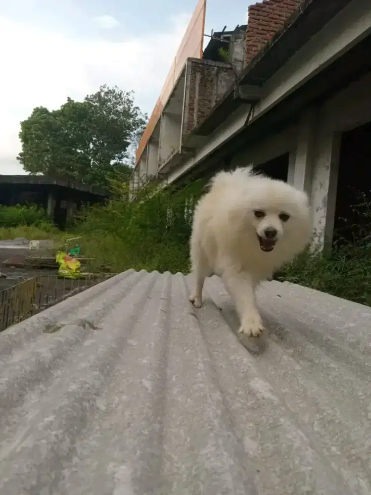 Pomeranian jantan usia 6 bulan
