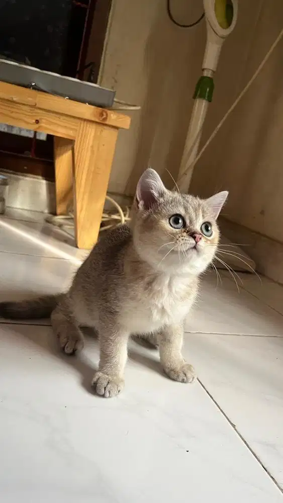 Lepas Adopt Kitten British Shorthair Parents Ped Import