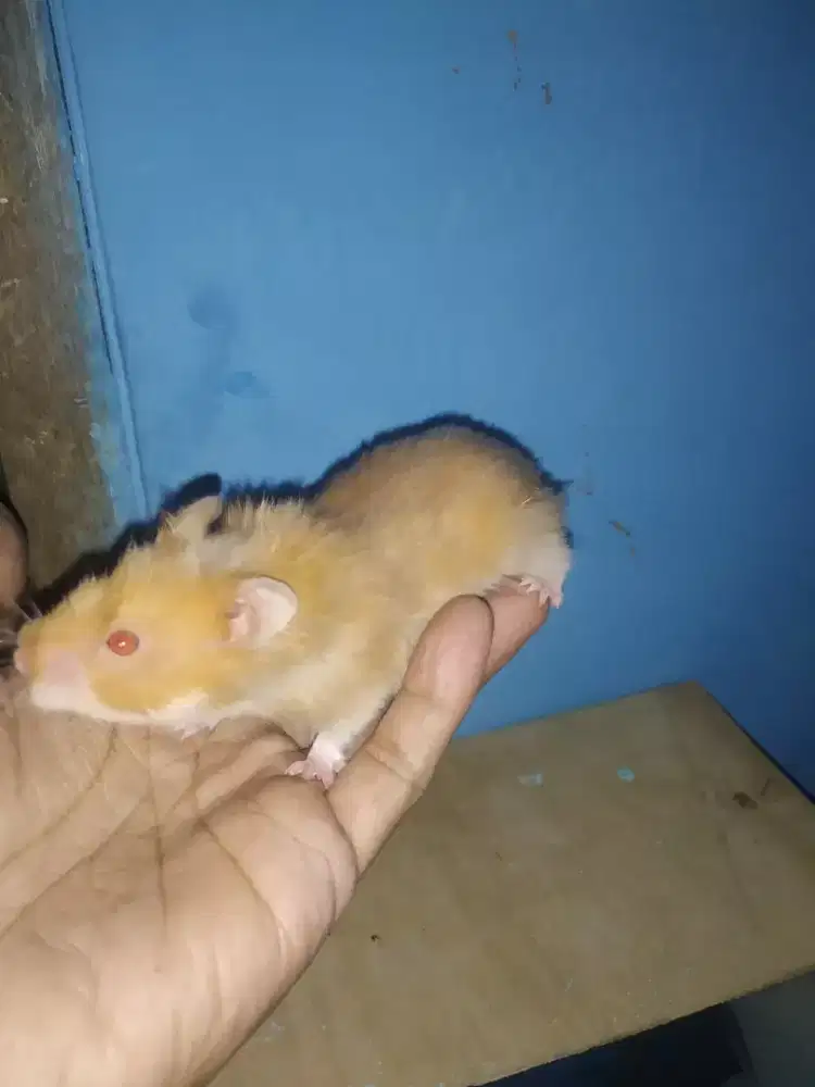 Hamster syrian  lucu