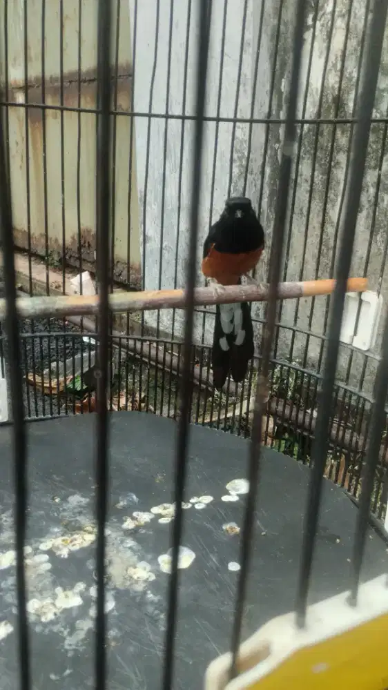 Jual Bu 2 burung murai
