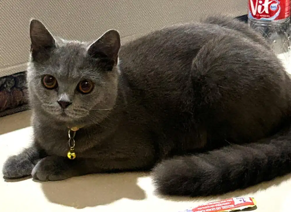 Kucing british shorthair betina bsh british short hair