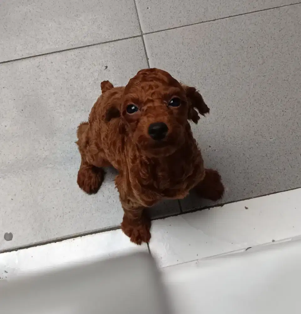 Toy poodle red gosong