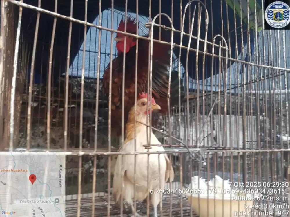 Ayam kate seramah