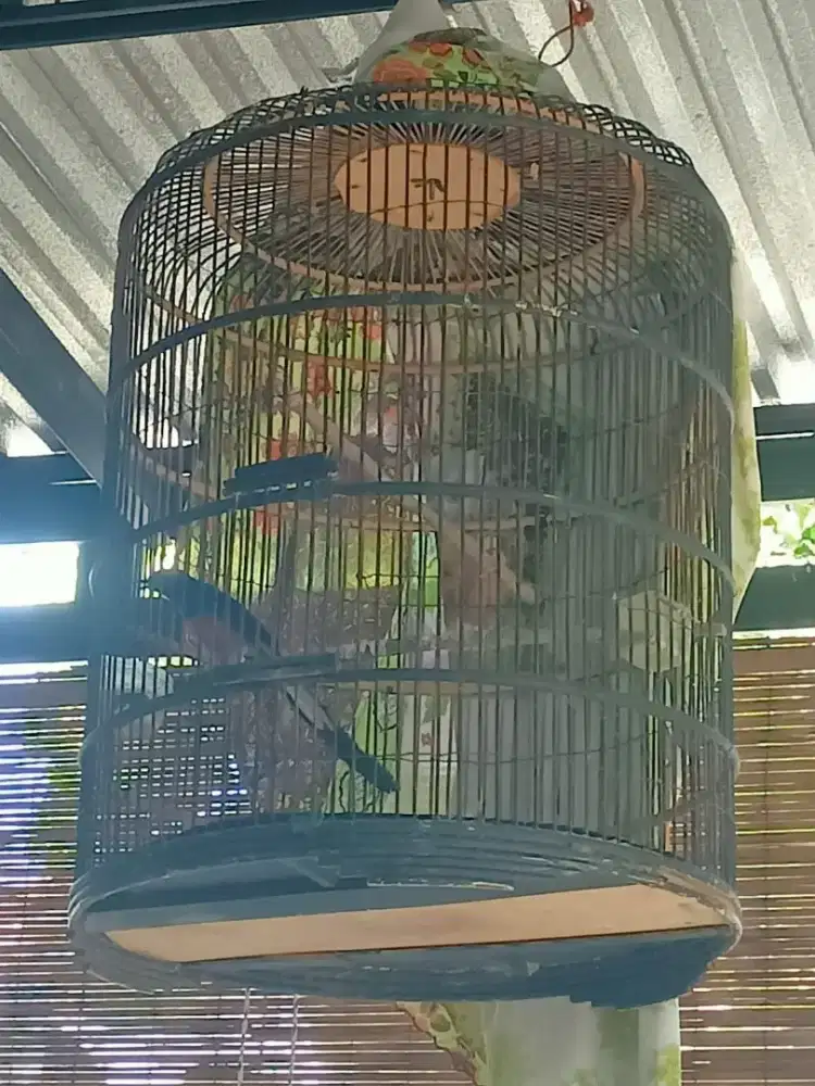 Indukan murai batu