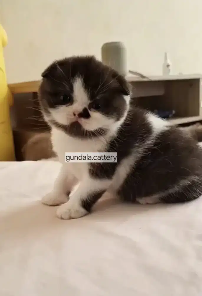 KUCING SCOTTISH FOLD