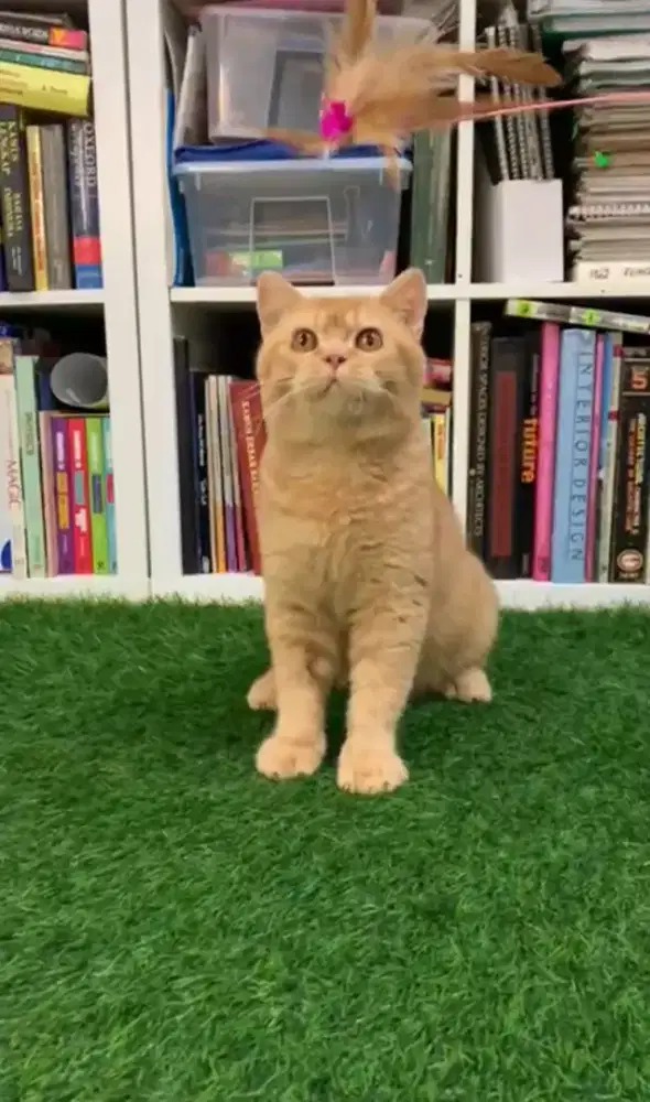 British Shorthair Red Solid (ticked) Jantan