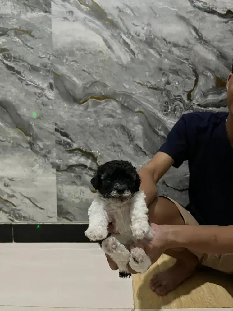 Poodle puupy doggy