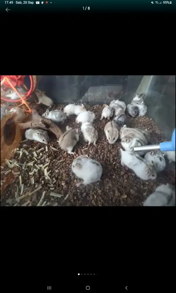 Hamster cambel sehat rakus lincah