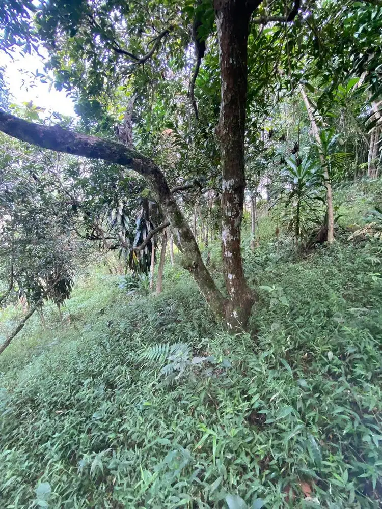 DIJUAL TANAH KEBUN CEPATT!!!