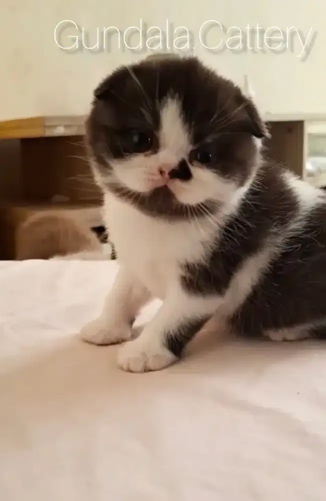 KUCING SCOTTISH FOLD