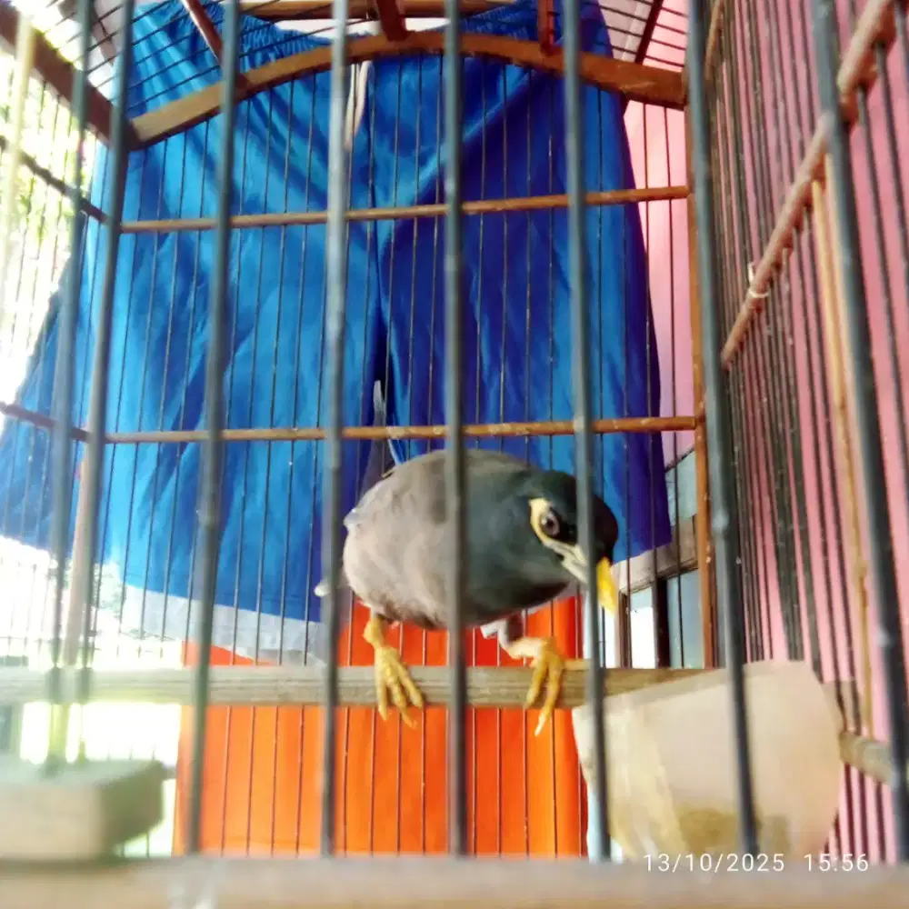 Jalak Nias Pejantan